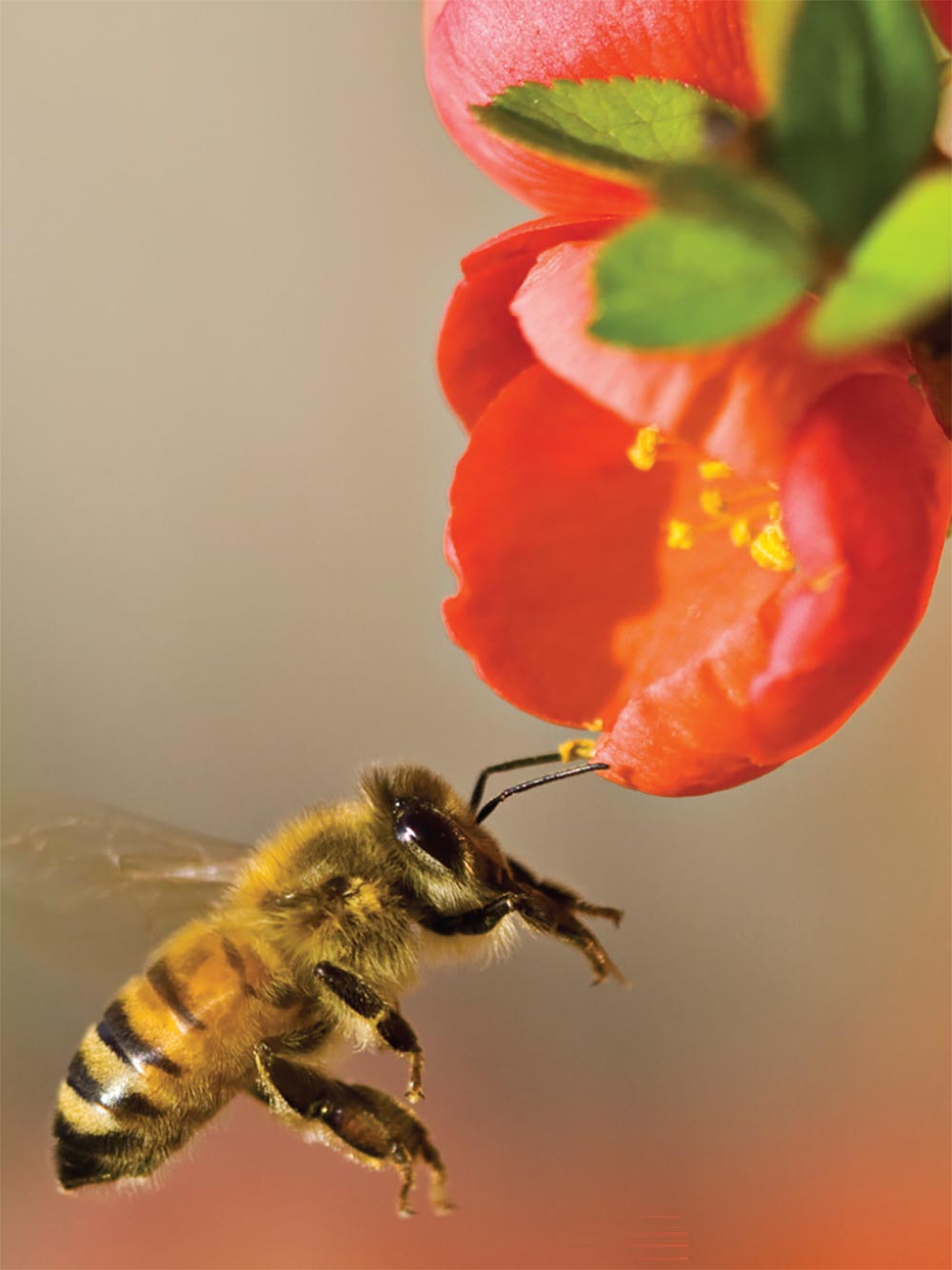 BEES: The Helpful Heroes